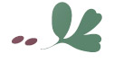 Trigonella foenum graecum