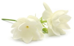 Jasmine flower over white background